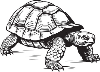 Fototapeta premium The Unique Adaptations of Island Tortoises Evolution in Isolation