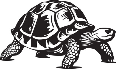 Fototapeta premium The Importance of Cross Sector Collaboration in Tortoise Conservation Uniting Efforts for Impact