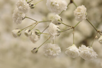 Smoke selective soft focus white Gypsophila Flower. Nature blur light beige background.