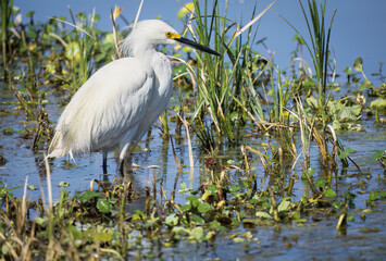 A Snowy Egret in the Apopka Wildlife Drive in Apopka, Florida near Orlando.