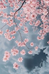 Beautiful cherry blossom flower at full blooming in Spring.