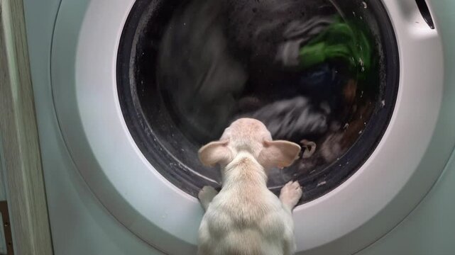 Curious chihuahua puppy observing washing machine