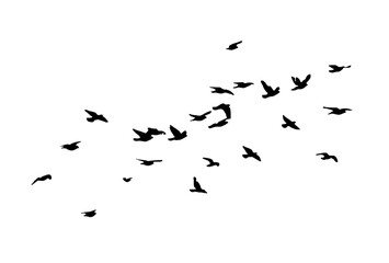 Flying birds silhouette flock. hand drawing. Not AI. Vector illustration.