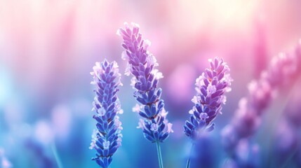 Obraz premium Beautiful Lavender Blooms Grow in a Softly Lit Field