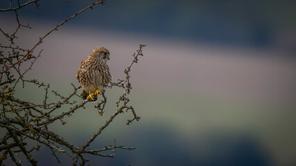 kestrel on a branch
