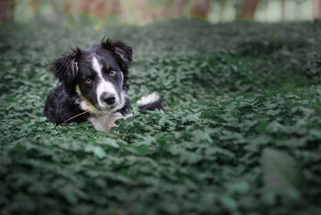 Fototapeta premium Dog Laying In Beautiful Forest Clover
