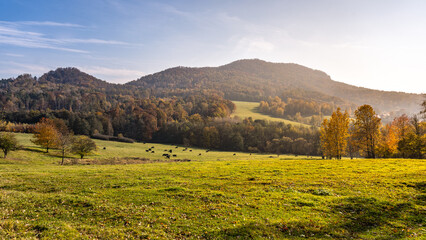 Fototapeta premium A vibrant autumn day showcases Sedlo Mountain in the Central Bohemian Uplands, with golden foliage and grazing cattle in the lush green fields beneath the clear blue sky.