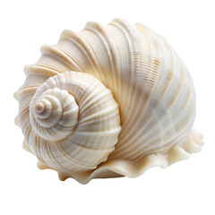 seashell isolated on  transpared background