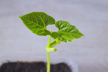 Bean sprout - a young plant with a close -up leaves