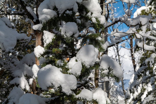 Tree branches covered with white frost against a blue sky in State Utah. Winter background. High quality photo