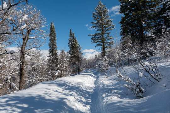 Winter forest trail surrounded by trees in snow, mountains, and blue sky in Utah State. High quality photo