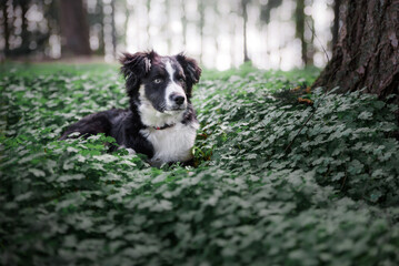 Beautiful Sheep Dog Laying In Clover