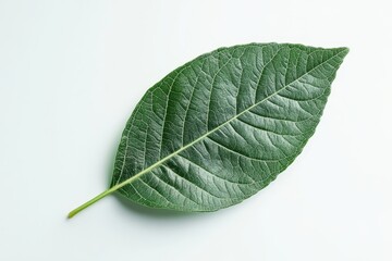 Obraz premium Large green leaf on white background - A vibrant large green leaf showcasing natural textures, symbolizing nature, freshness, growth, tranquility, and life