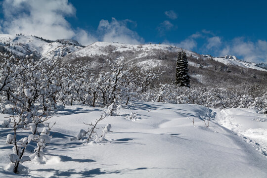 Winter forest trail surrounded by trees in snow, mountains, and blue sky in Utah State. High quality photo