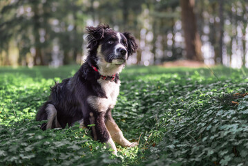 Young Dog Sitting In Awkward Stance