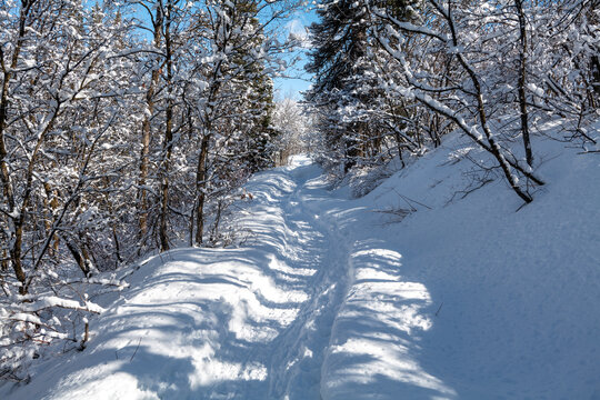 Winter forest trail surrounded by trees in snow, mountains, and blue sky in Utah State. High quality photo