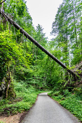A serene path winds through Pusty Zleb Valley, flanked by lush greenery and a large fallen tree. The natural landscape invites visitors to explore its beauty and tranquility.
