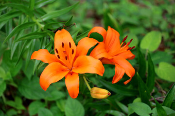 Orange Thunberg lily blooming in the field