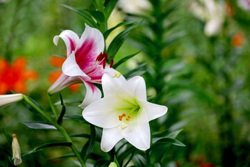 Lilies blooming in the field