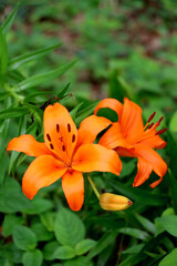 Orange Thunberg lily blooming in the field