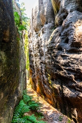 A narrow passage carved through sandstone rock features lush ferns along the base. Sunlight filters through the opening, highlighting the unique textures of the stone.