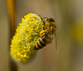 Bee collect nectar from flowering willow