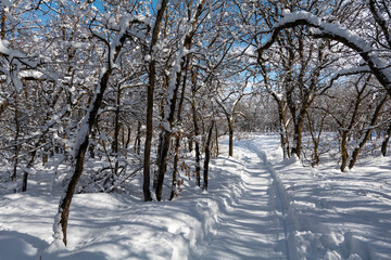Winter forest trail surrounded by trees in snow, mountains, and blue sky in Utah State. High quality photo