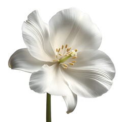 Fototapeta premium white flower isolated on transparent background Generative Ai.