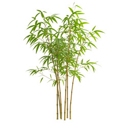 Fototapeta premium Vibrant Indoor Bamboo Plant with Green Leaves Isolated on Transparent Background