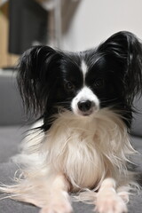 black tick on the white coat of a dog, tick bite to a dog, treatment of a dog after a parasite bite, pet after a bite
