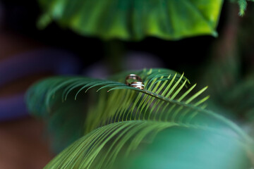 Delicate ring resting on green leaf. A golden ring elegantly balanced on a lush green leaf, surrounded by vibrant foliage and soft lighting.