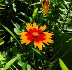 Yellow flower in the garden