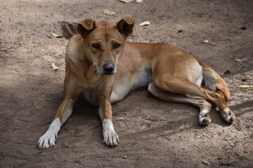 Le Dingo ou warrigal 