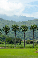 Obraz premium Tall palm trees line green field, misty mountains in background