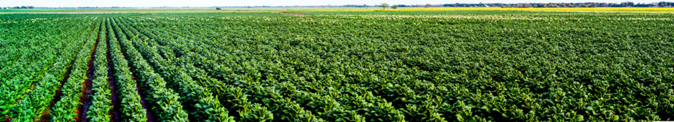 Vast green tobacco field with neat rows of plants stretches across the landscape, dotted with white flowers, under a clear sky, with distant yellow fields and trees on the horizon