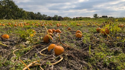 Orange Pumpkins on Farm Field. 