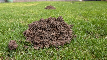 Heaps of earth in the garden made by mice or mole. 