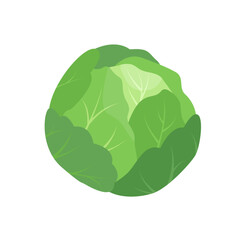 Green Cabbage icon. Whole fresh vegetable cabbage head. Green leaves farm plant. Organic healthy vegetarian food. Vector illustration isolated on white background.