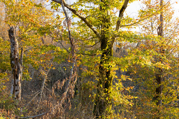 Tree with leaves that are yellow and brown