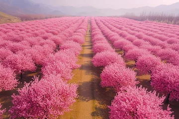Selbstklebende Fototapeten Blossom fields display vibrant pink flowers under clear skies in a tranquil rural landscape during spring © Ann