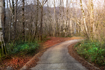 Road with trees on either side and leaves on the ground