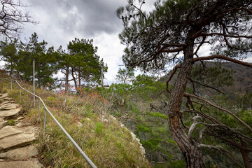 Forest with a tree in the middle and a fence on the left side