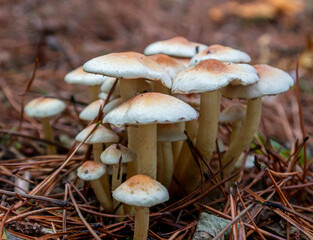 mushroom in the forest