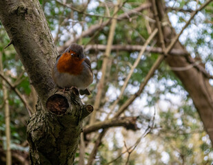 robin on a branch