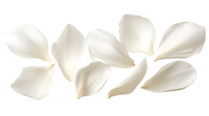 Fototapeta premium elegant collection of soft white flower petals isolated on a transparent background, generative ai