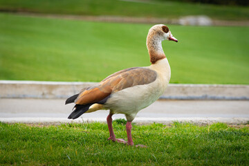 White duck posing on grass