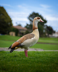 White duck posing on golf course