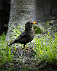Brown bird with orange beak standing by a tree