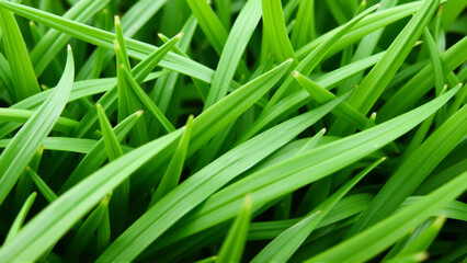 Green juicy grass, Close-up