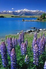 Beautiful colorful wild flowers with snow mountain in Spring.